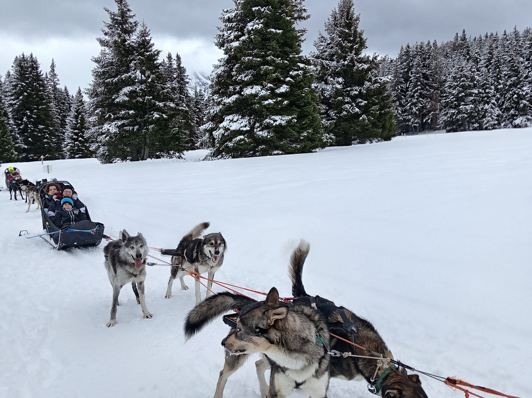 Chiens De Traîneaux Chamrousse-尚鲁斯必去景点