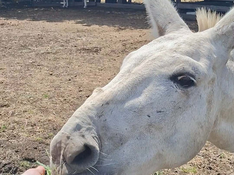 Woolmers Estate-Longford必去景点