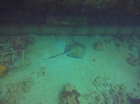 Reefers & Wreckers Dive Shop-Speightstown必去景点