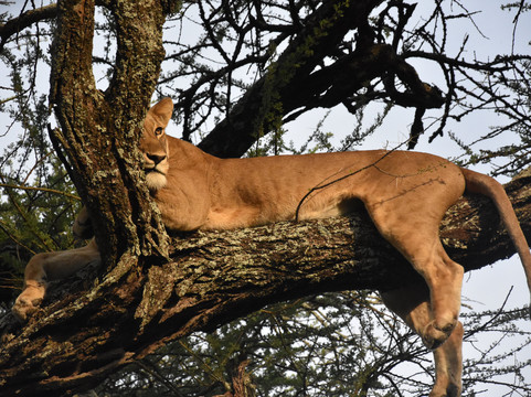 African Scenic Safaris-莫西必去景点