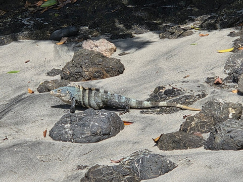 Tachiz Travel Costa Rica-Barva必去景点