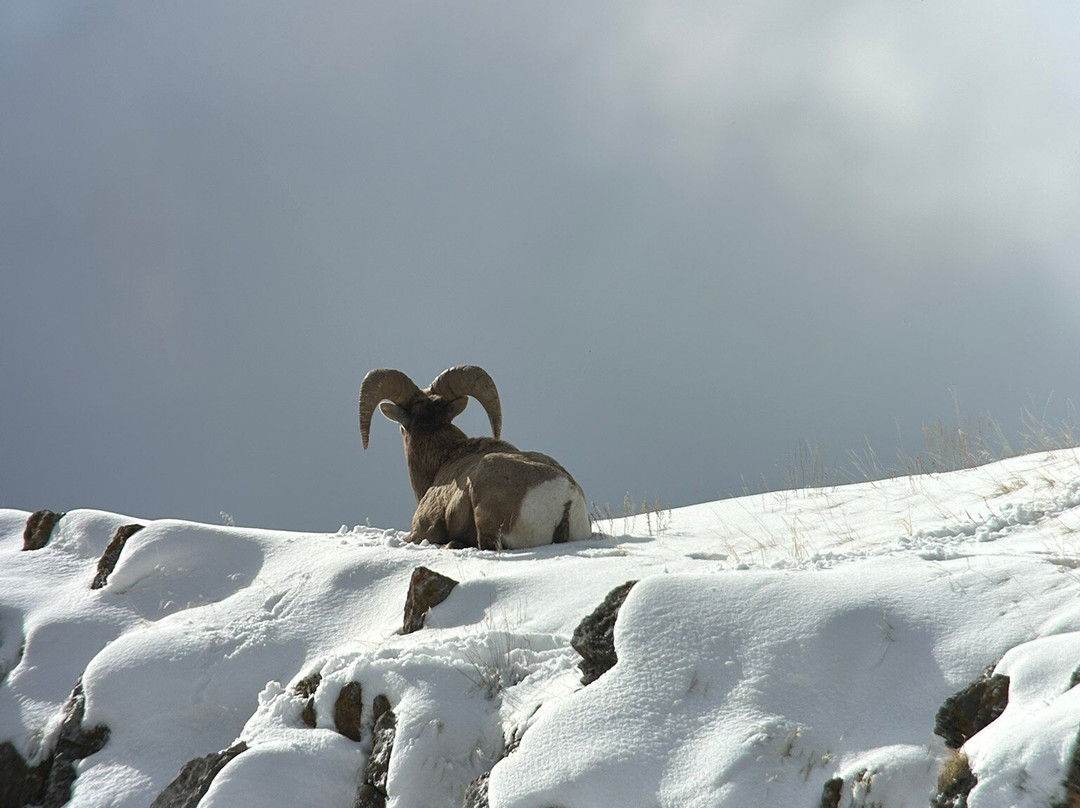 Jackson Hole Eco Tour Adventures-杰克逊必去景点
