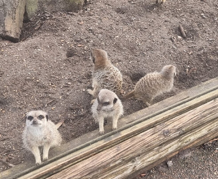 Wingham Wildlife Park-Wingham必去景点