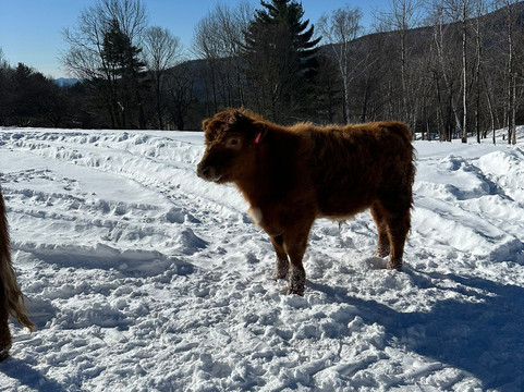Trapp Family Lodge Outdoor Center-斯托必去景点