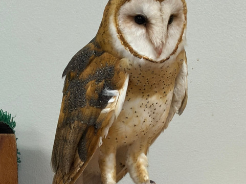 World Bird Sanctuary-Valley Park必去景点