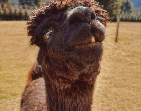 Winchester Creek Farm-韦恩斯维尔必去景点