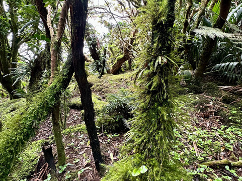 Lord Howe Environmental Tours-豪勋爵群岛必去景点