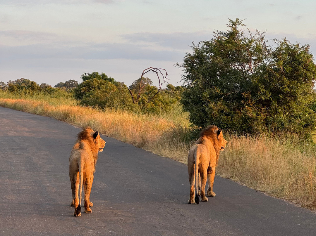 Wild And Free Safaris-霍德斯普鲁特必去景点