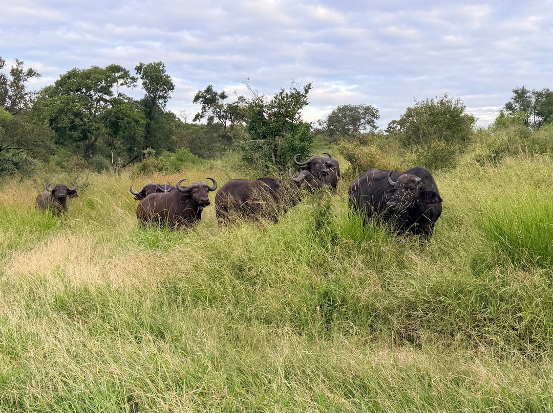 Wild Eye-弗维斯必去景点