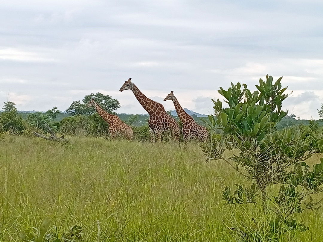 Mthunzi Safari And Transfers-雾观必去景点