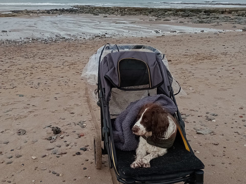 Cocklawburn Beach-特威德河畔贝里克必去景点