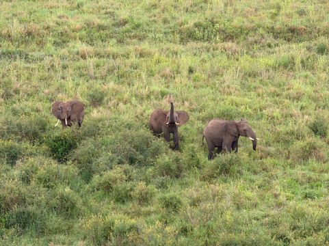 Adventures Aloft Balloon Safari Tanzania-Ikoma必去景点