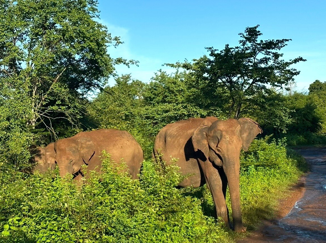 Shenandoah Travels Sri Lanka-佩拉德尼亚必去景点