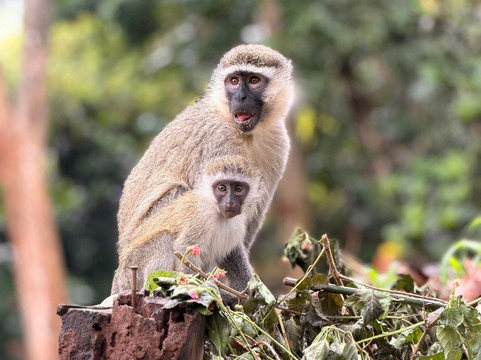 BUGOLI ADVENTURES LIMITED-卡巴莱必去景点