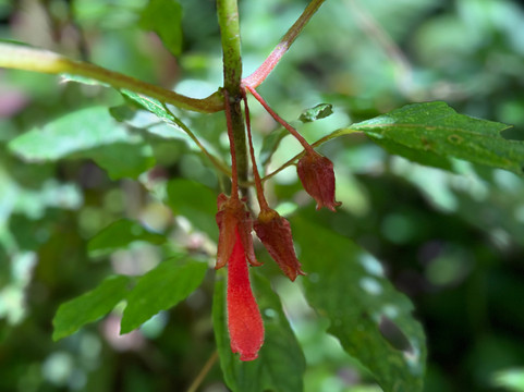 Monteverde Nature Tracks-蒙特沃德必去景点
