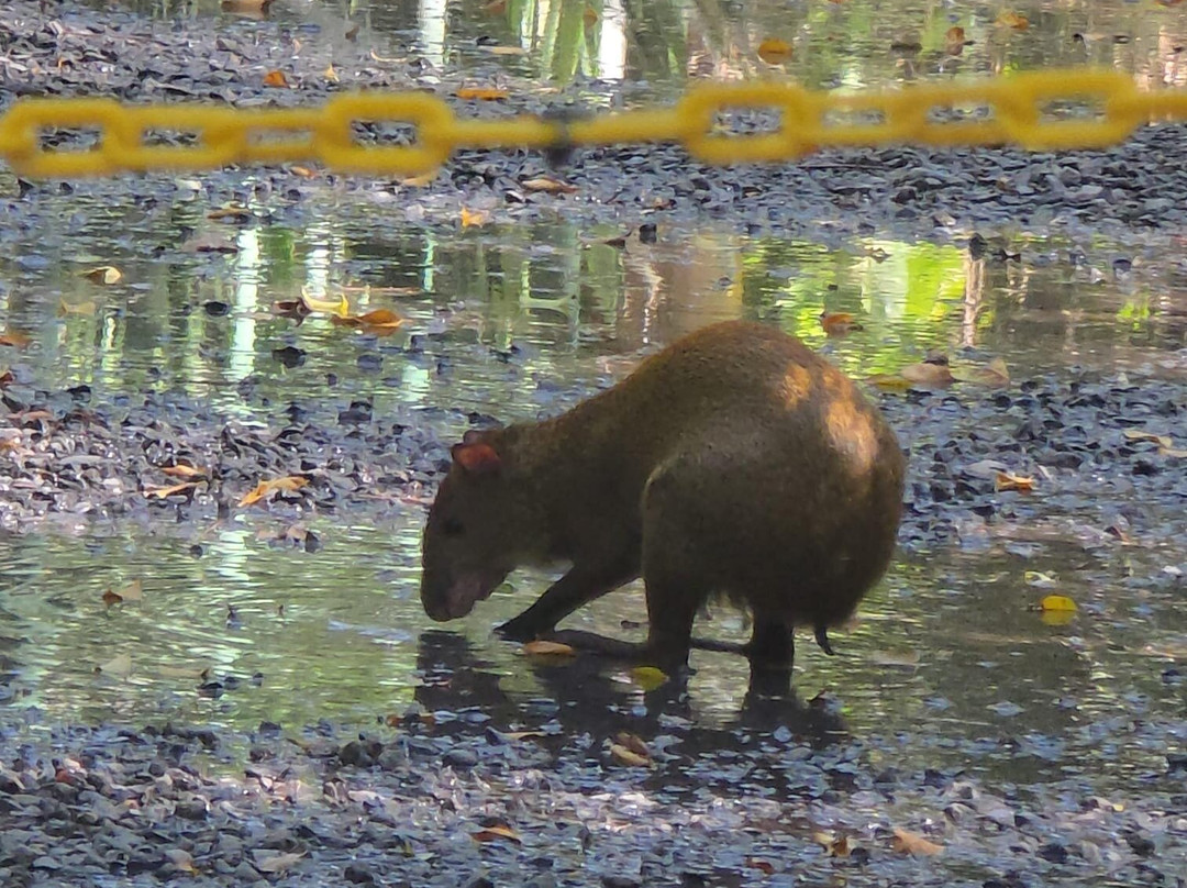 Natuwa Wildlife Santuary-彭塔雷纳斯必去景点