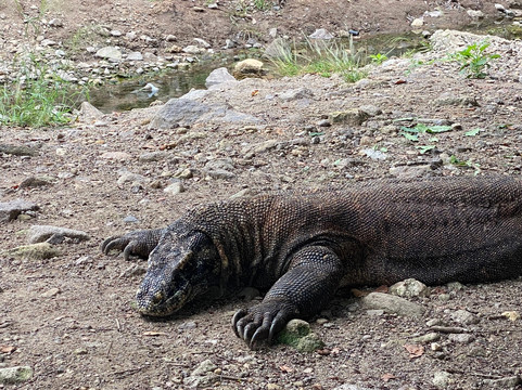 Captain Komodo-Labuan Bajo必去景点