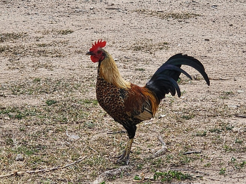 Vieques Island-维切克岛必去景点