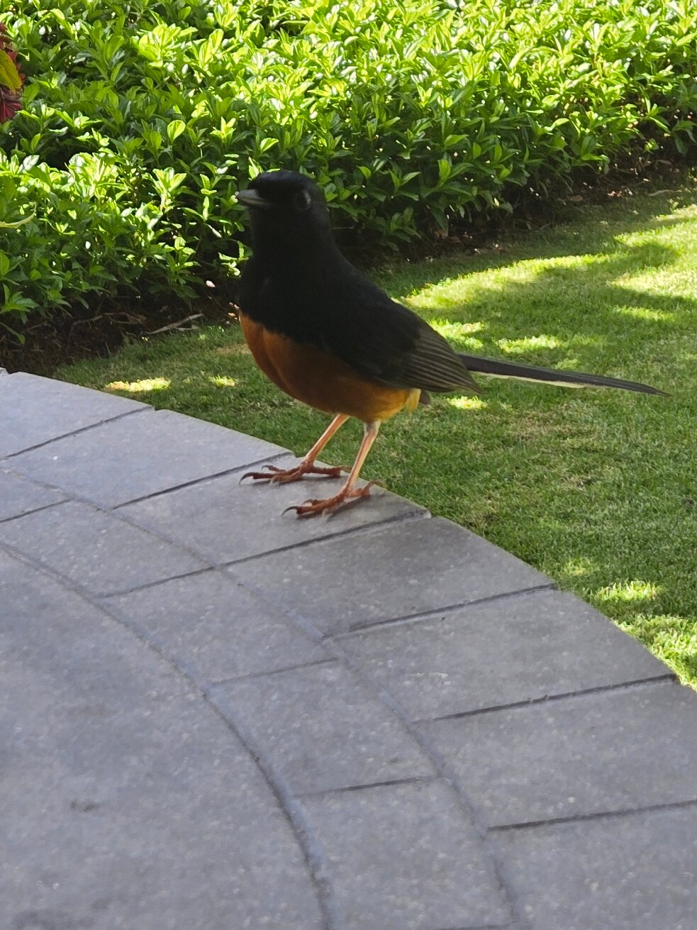 哈纳雷湾度假酒店-官方