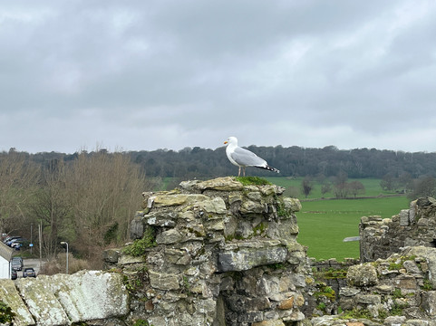 Beaumaris Castle-Beaumaris必去景点