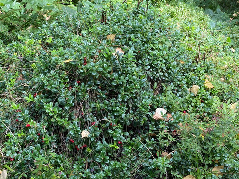 Carpathian National Nature Park-Yaremche必去景点