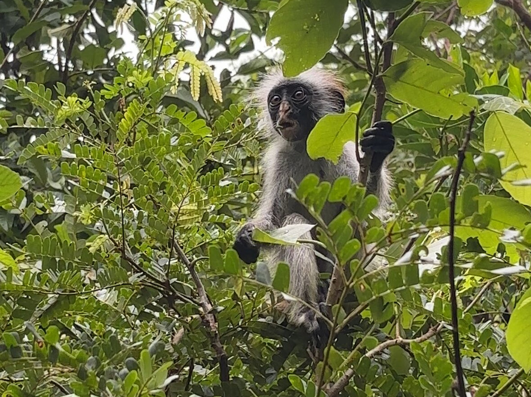 Vista Zanzibar Tours & Safaris-桑给巴尔岛必去景点