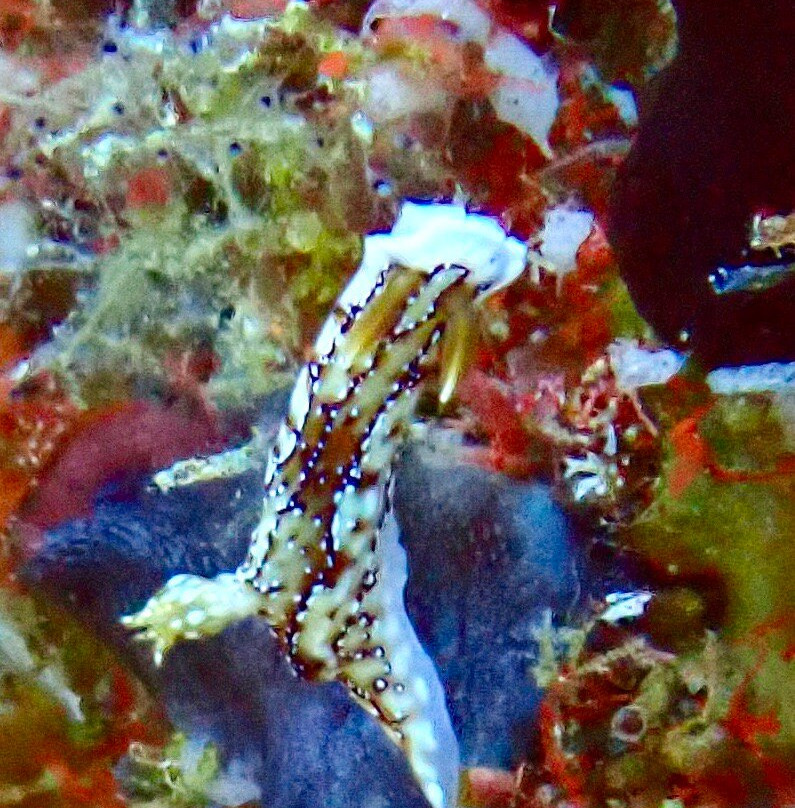 Loma Diving Adventure-拉克山必去景点