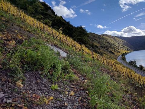 Weingut Immich-Anker-Enkirch必去景点