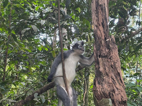 Bukit Lawang Adventure-武吉拉旺必去景点