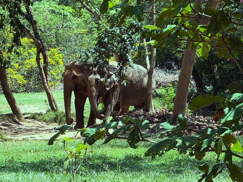 Samui Elephant Sanctuary-波普特必去景点