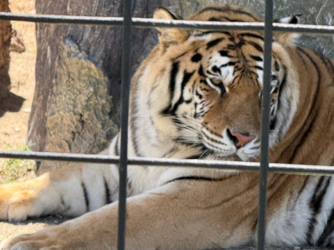 Captain Jack's Airboat Tours-大沼泽地必去景点