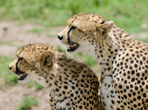 Big 5 Africa Tours-Bobingen必去景点