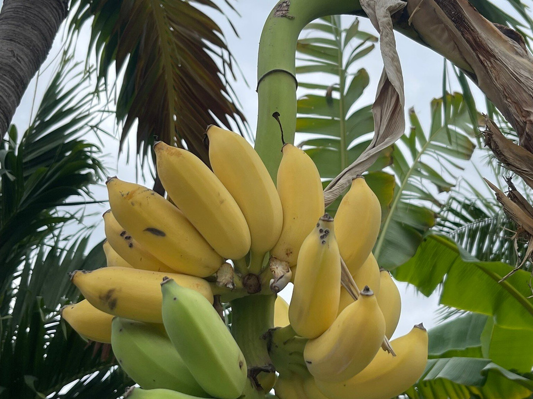 雷特海滩-芽庄必去景点
