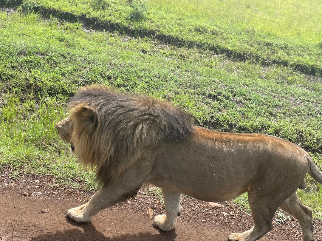 Meander Africa Safaris-内罗毕必去景点