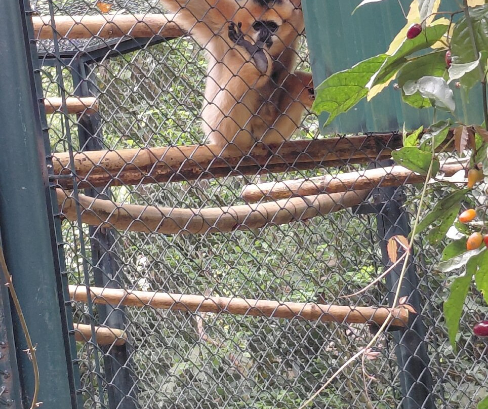 Endangered Primate Rescue Centre-Cuc Phuong National Park必去景点