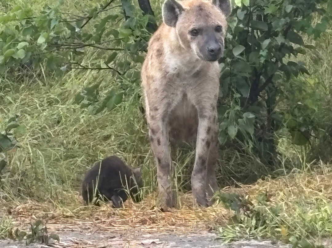 Gamewatchers Safaris-内罗毕必去景点