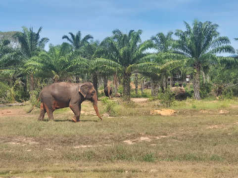 Following Giants - Krabi-Khlong Hin必去景点