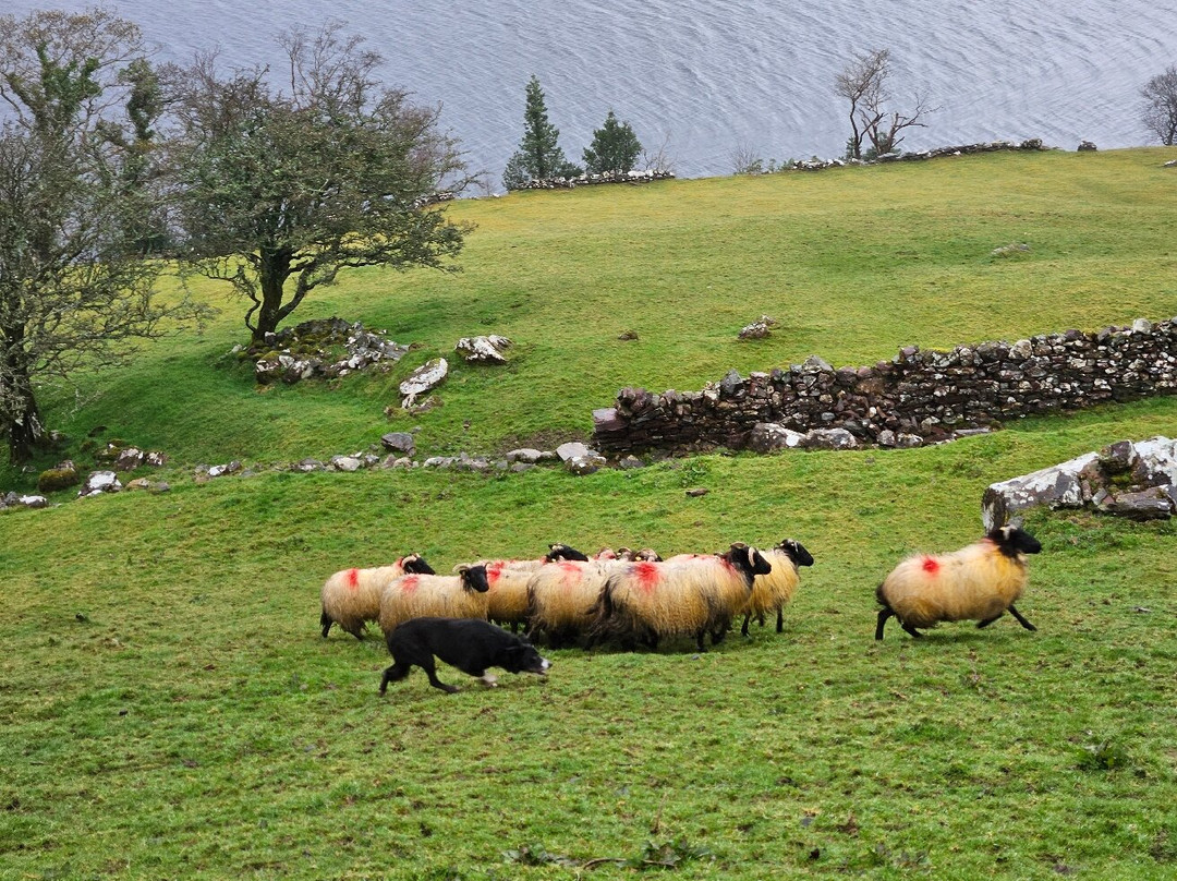 Killary Sheep Farm-Leenane必去景点
