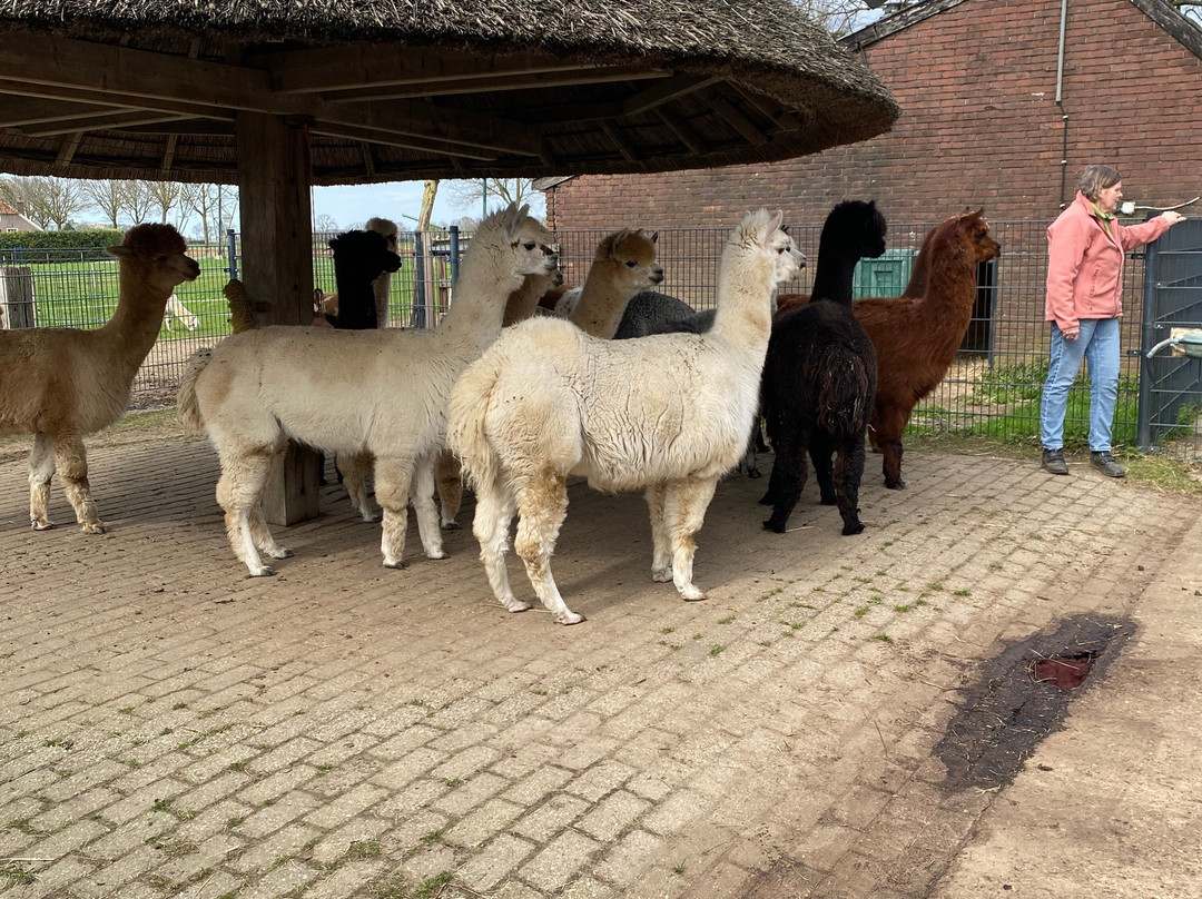Alpaca Boerderij Hummelo-Hummelo必去景点