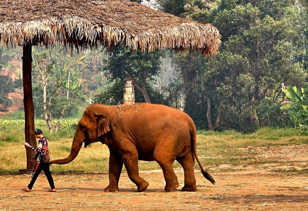 Elephant Sanctuary Care Park-清迈必去景点