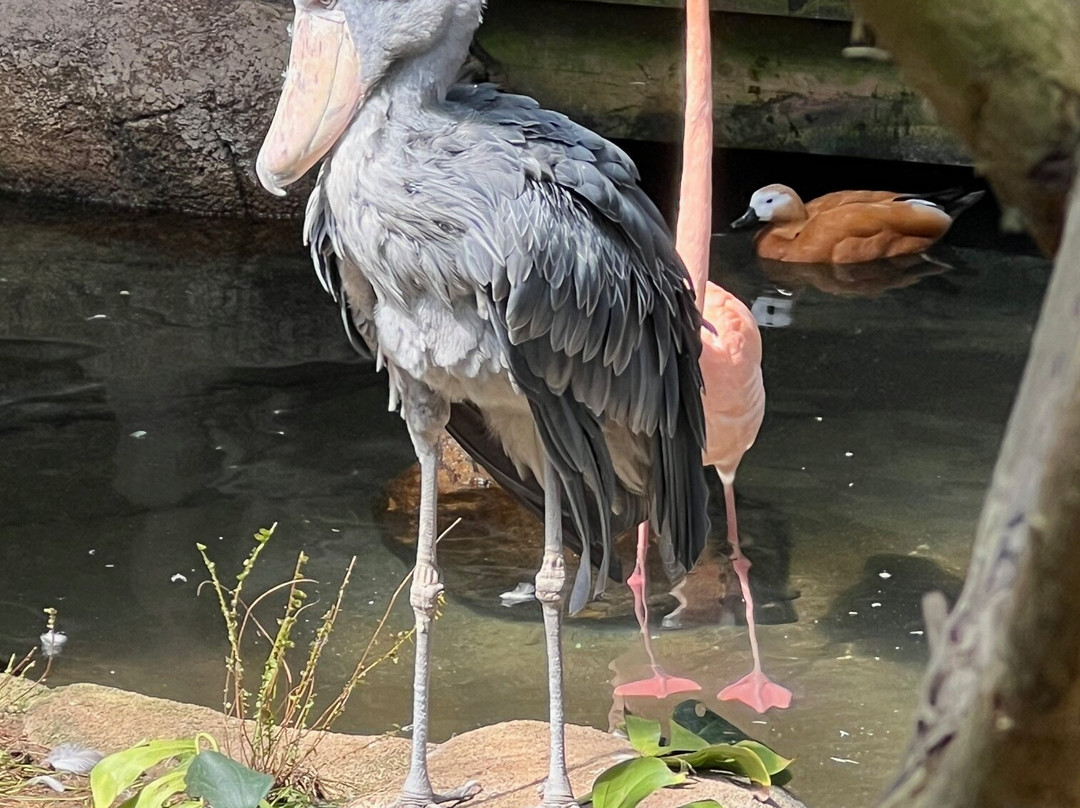 Nasu Animal Kingdom-那须町必去景点