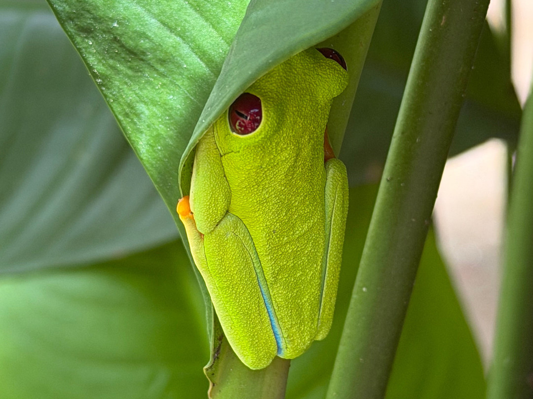 Jaguar Rescue Center-旧港必去景点