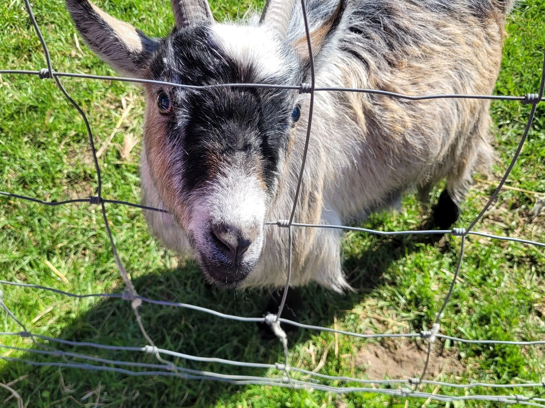 Tiny Steps Petting Farm-Bourne必去景点
