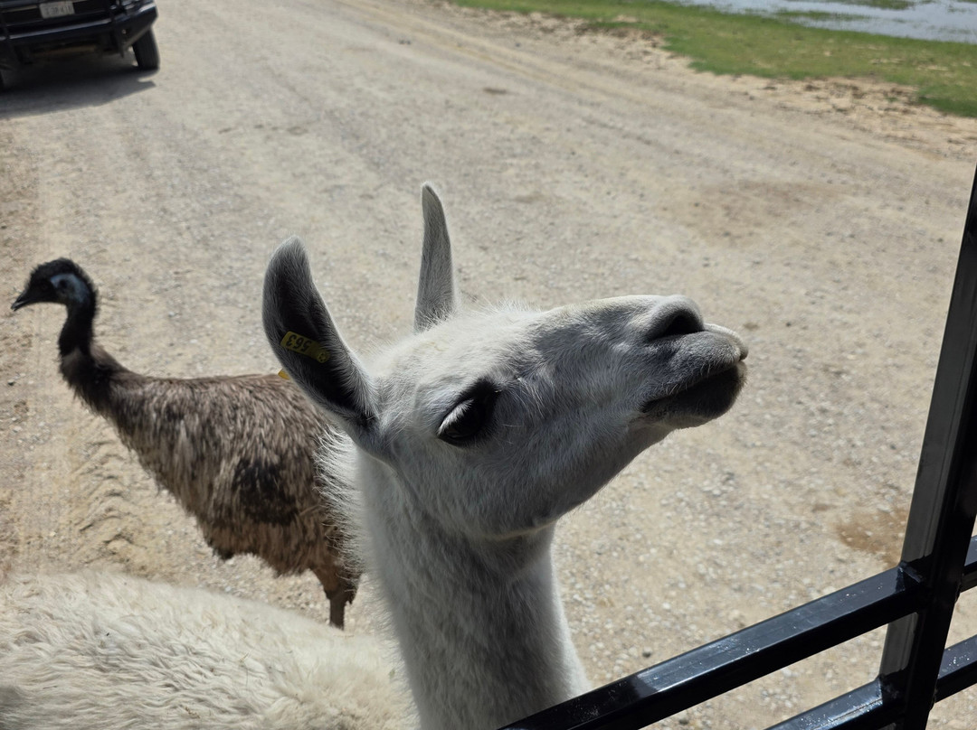 Texas Zoofari Park-Kaufman必去景点