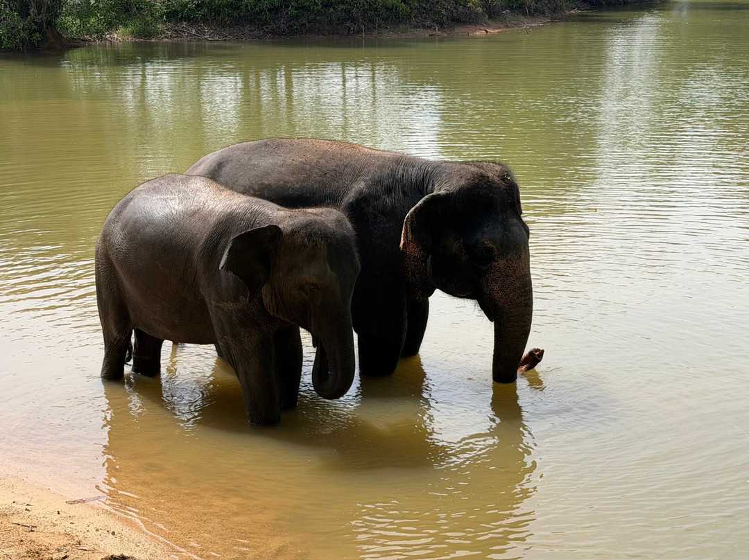 The Lake Phuket Elephant Home-Thep Krasatti必去景点
