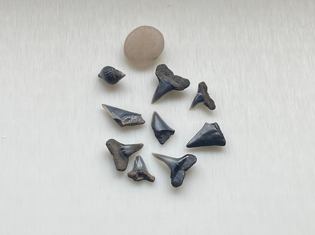 Shark Tooth Beach-吉柯岛必去景点