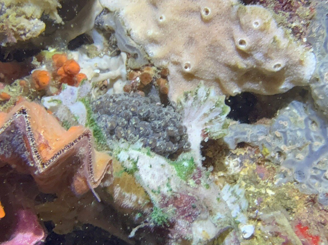 Fun & Sun Dive Travel-妈妈拍丝瓜岛必去景点