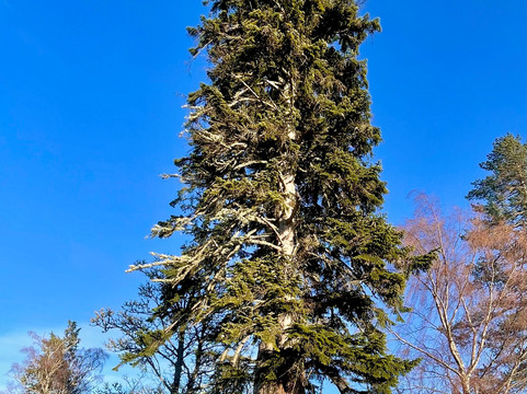 Glen Tanar National Nature Reserve-Aboyne必去景点