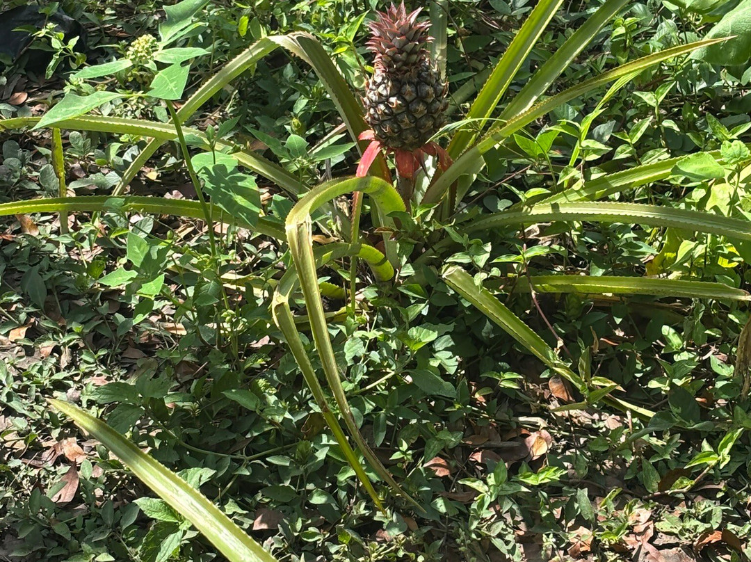 Monkey Home Puerto Plata-普拉塔港必去景点