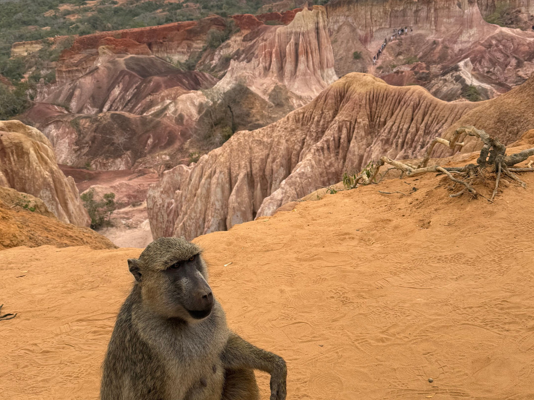 Eddison Safari Kenya-瓦塔木必去景点